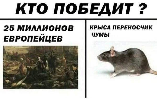Уничтожение крыс в Хабаровске, цены, стоимость, методы