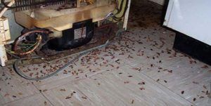 Поморить тараканов в квартире в Хабаровске, цены