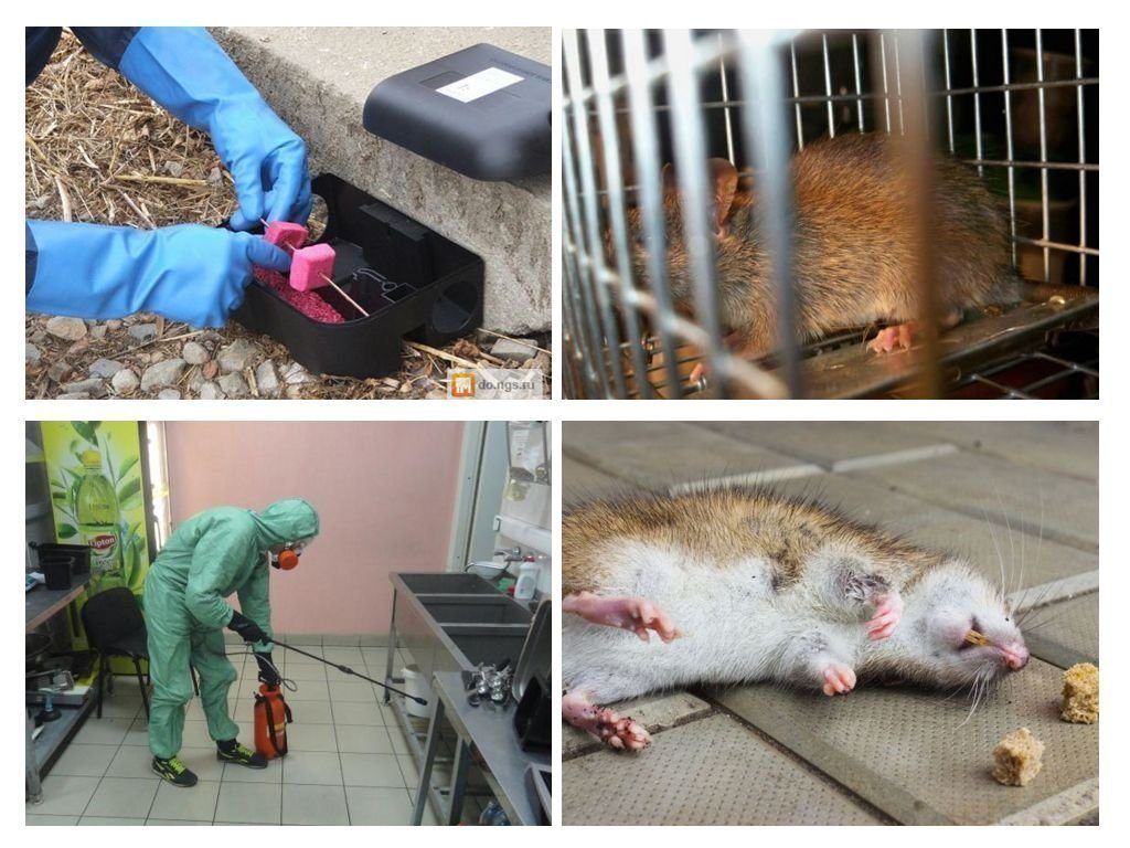 Дератизация от грызунов от крыс и мышей в Хабаровске