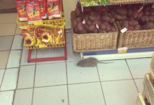 Дезинфекция от грызунов, крыс и мышей в Хабаровске
