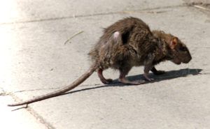 Фирма по уничтожению грызунов, крыс и мышей в Хабаровске
