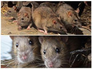 Травить грызунов крыс и мышей в Хабаровске