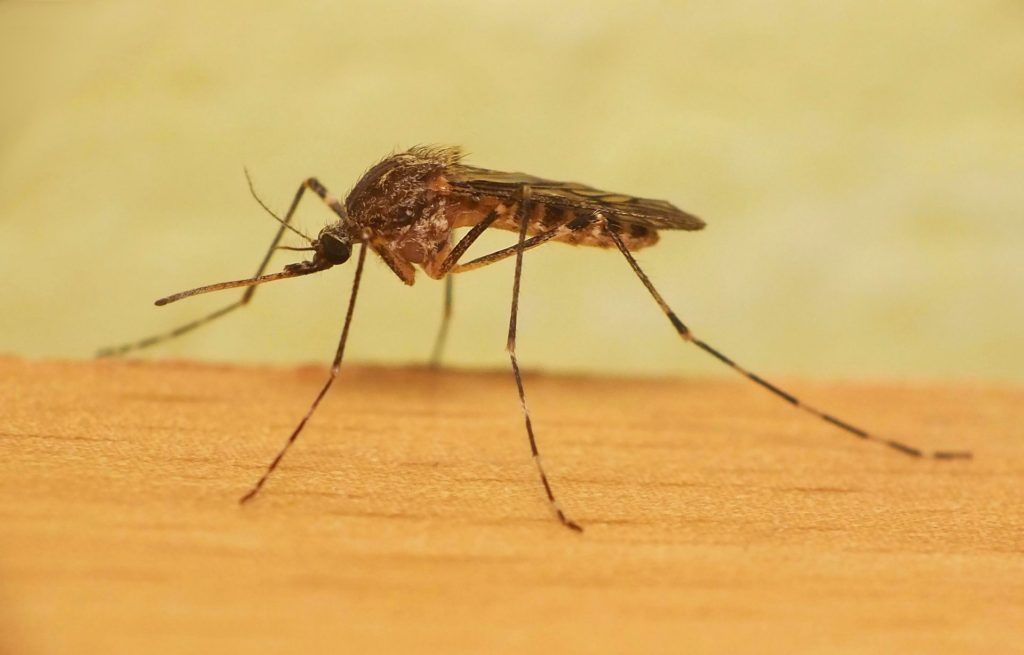 Уничтожение комаров в Хабаровске