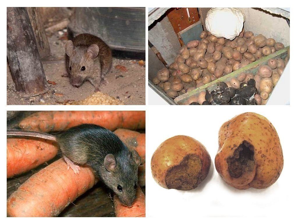 Обработка от грызунов крыс и мышей в Хабаровске