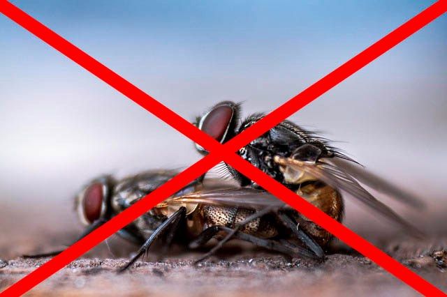 Профессиональное уничтожение мух в Хабаровске с гарантией