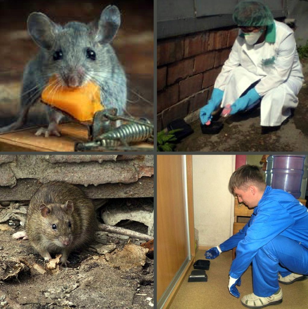 Дезинфекция от грызунов, крыс и мышей в Хабаровске