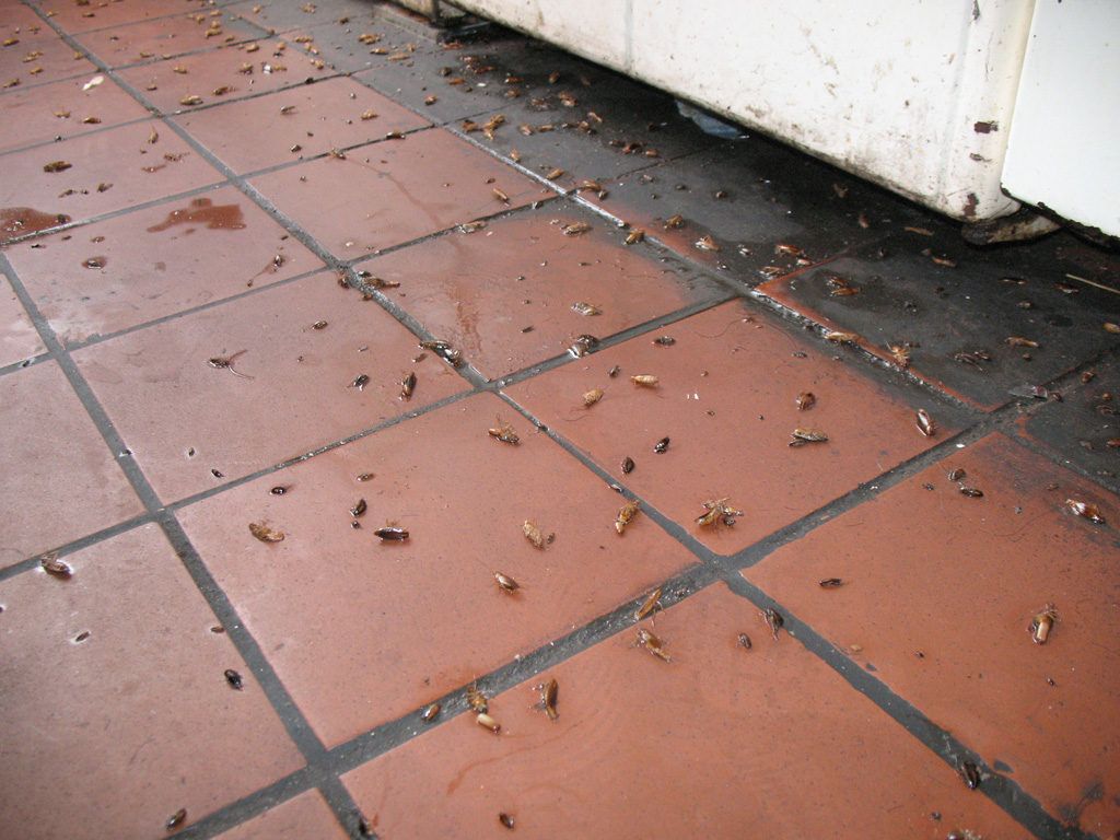 Уничтожение тараканов в квартире в Хабаровске 