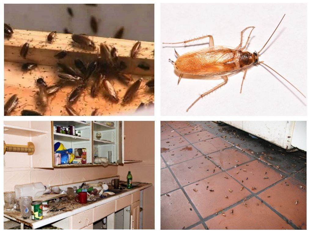 Морить тараканов в квартире в Хабаровске, цены
