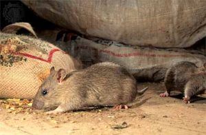Дератизация от грызунов от крыс и мышей в Хабаровске