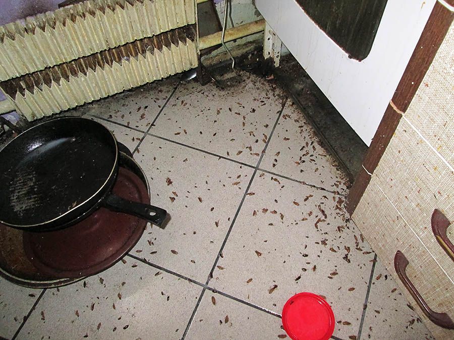 Санэпидемстанция от тараканов в Хабаровске, вызвать, цены